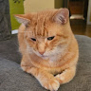 Meet your Posher, Misleidys